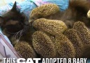 This cat adopted 8 baby hedgehogs. Not all heroes wear capes