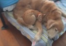 This Cat And Dog Have What You Might Call A Love Hate Relation...