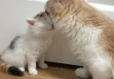 This cat dad loves grooming his kitten.