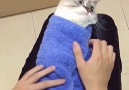 This cat didnt choose the burrito life the burrito life chose him