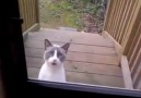 This cat got locked outside... Hilarious LOL