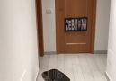 This cat had the potential of being an excellent goalkeeper Credit JukinVideo