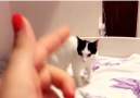 This cat has better acting skills than I do