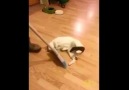This cat has invented a brand-new sport for himself, LOL.