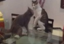 This cat has some serious MMA skills. That slam though! via Newsflare