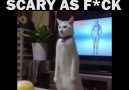 THIS CAT IS SCARY AS F**K