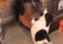 This cat is trying to break his dog siblings out of jail