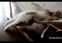 This Cat Just Can't Master Hammocks