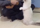 This cat loves the ukulele