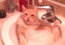 This cat loves water!