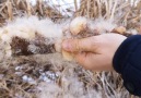 This cattail being opened is strangely satisfying to watch Sniffr Media