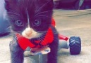 This cat taught his mom how to love life again