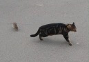 This cat tried to bully a rat but the rat was having none of it!