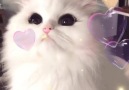 This cat using the bunny Snapchat filter is so cute!