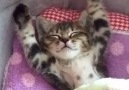 This Cat Waking Up Is Too Cute