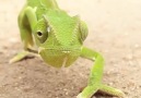 This Chameleon is Legendary