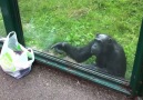 This cheeky chimp wants a drink