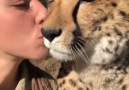 This cheetah and her keeper make the cutest couple