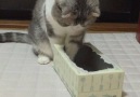 This chubby cat is just trying to fit in a small box
