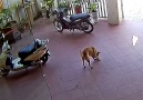 This clever dog has a big kind heart!