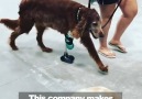 This company makes new legs for animals! Credit goo.glAiJiSF