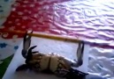This crab can lift!