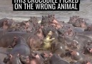 This crocodile tried to take on 30 hippos and instantly regretted it..