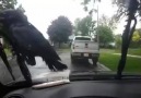 This crow takes stubbornness to a whole new level