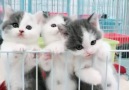This cuteness melted my heart!Join our group Sweet Cats