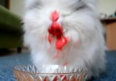 This cute rabbit eating cherries is terrifying