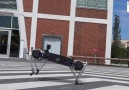 This Cute Robot Can Climb a Fence And Into Your Heart