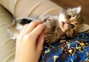 This cute tiny kitten will melt your heart <3