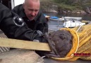 This diver was nearly eaten alive by a scary fish... Credit Funny Videos