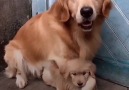 This dog dad is SO protective of his little girl