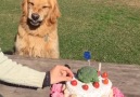 This dog does NOT like people touching his birthday cake...