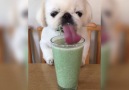This dog f*cking loves smoothies