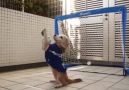 This Dog Got Awesome Skills