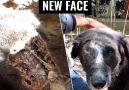 This Dog Grew A New Face