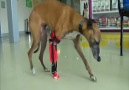 This Dog Has a 3D Printed Prosthetic Leg