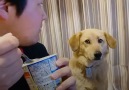 This dog has the best reaction when his dad catches him begging
