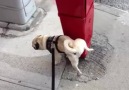 This Dog Has The Coolest Peeing Technique!
