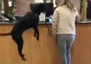 This dog is as excited about seeing the vet as we are for the holidays.