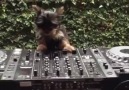 This dog is djing better than