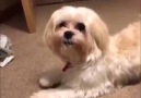 This dog is more fabulous than you! Wait for it...