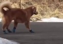 This dog is not a fan of his new shoes ViralSnare