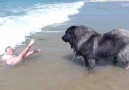 This dog is so smart and friendly with people Credit JukinVideo
