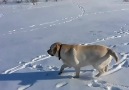 This dog is taking sledging to a whole new level!