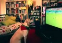 This dog LOVES the world cup!