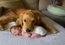 This dog loves to cuddle up to his sweet baby sister.