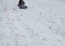 This dog loves to sled in the snow!